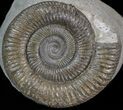 Dactylioceras Ammonite - UK #42628-1